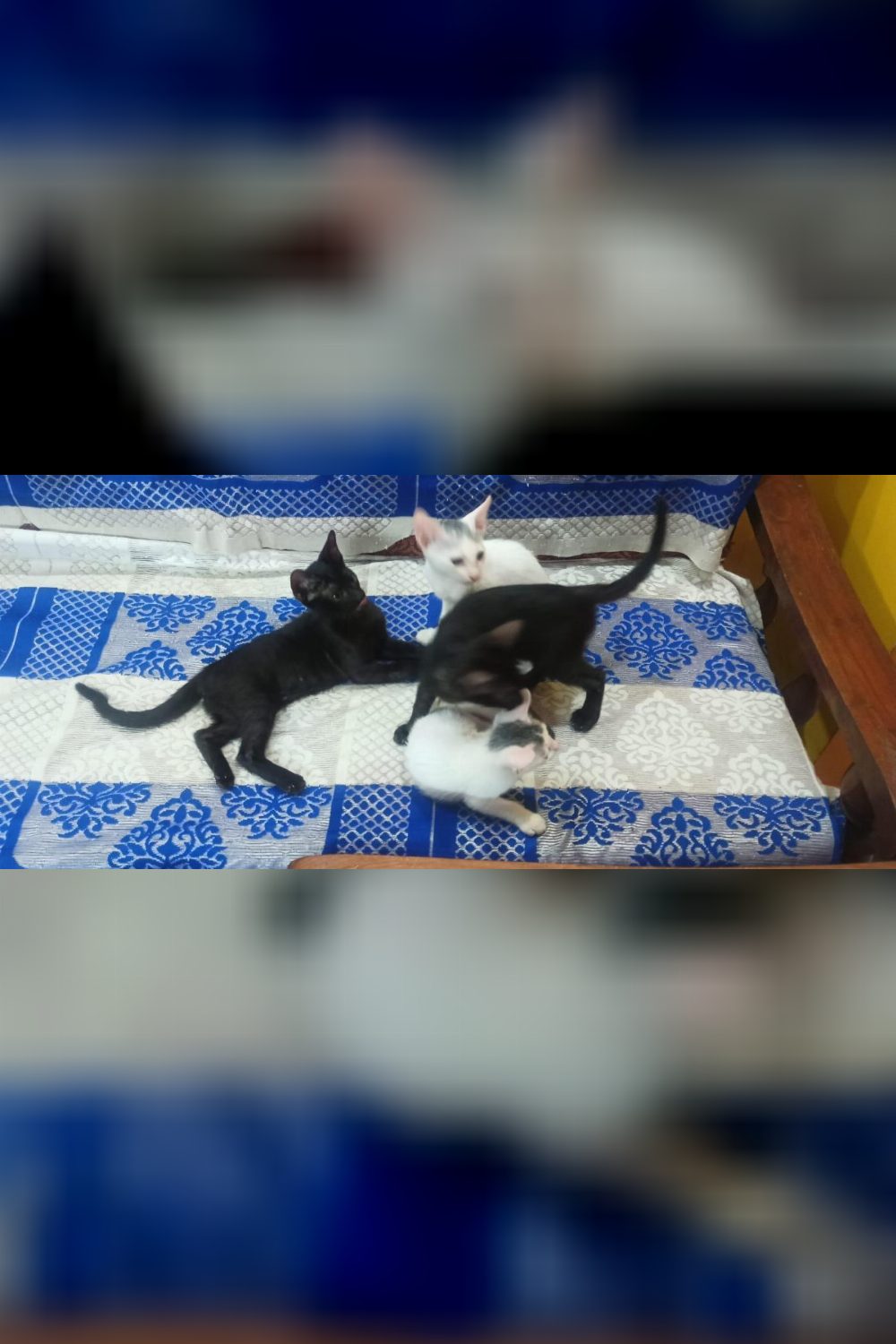 Four Kittens Playing Together, Ready for a Home in Chennai OMR