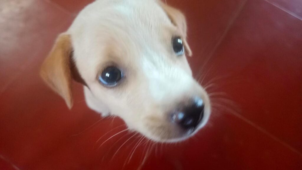 Rescued puppy from a Chennai street litter, up for adoption