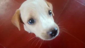 A Litter of Rescued Puppies Looking for Homes