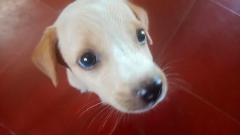 A Litter of Rescued Puppies Looking for Homes, adoptable dog in Chennai