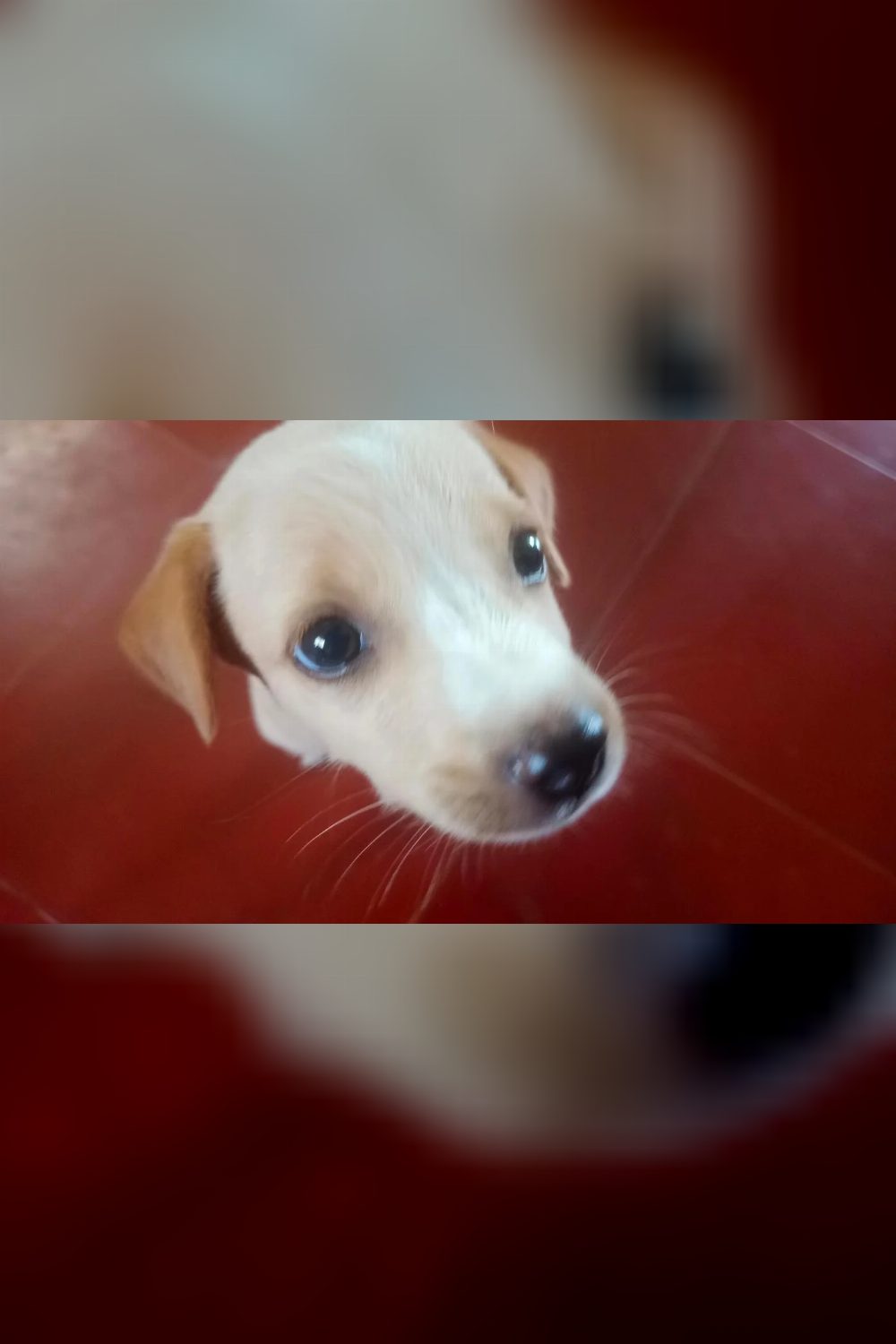 A Litter of Rescued Puppies Looking for Homes — Chennai