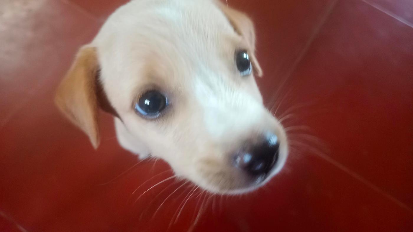 A Litter of Rescued Puppies Looking for Homes — Chennai