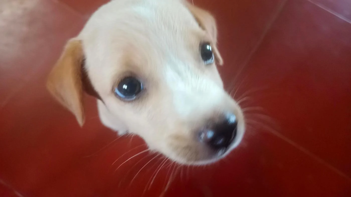 A Litter of Rescued Puppies Looking for Homes in Chennai