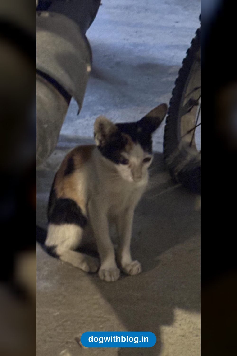 A Two-Month-Old Street Kitten Needs Help — Chennai