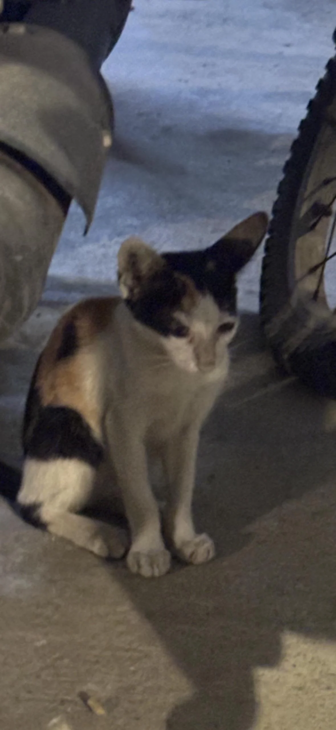 A Two-Month-Old Street Kitten Needs Help — Chennai