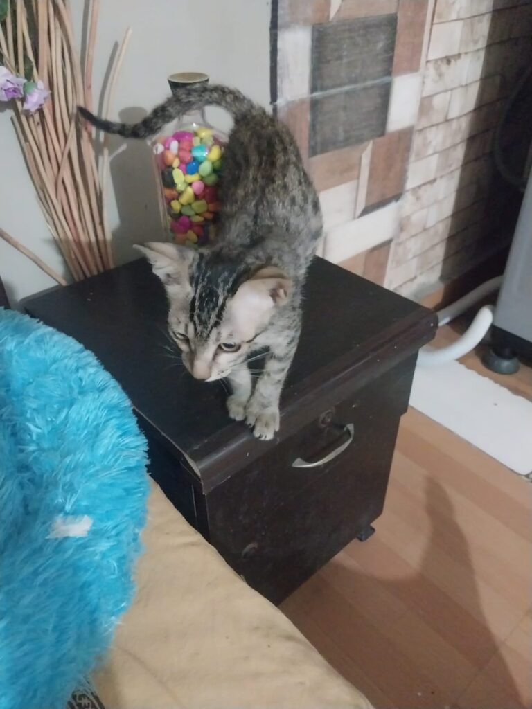 Adopt Kaaju (Delhi NCR. Urgent!) - pet in Delhi NCR