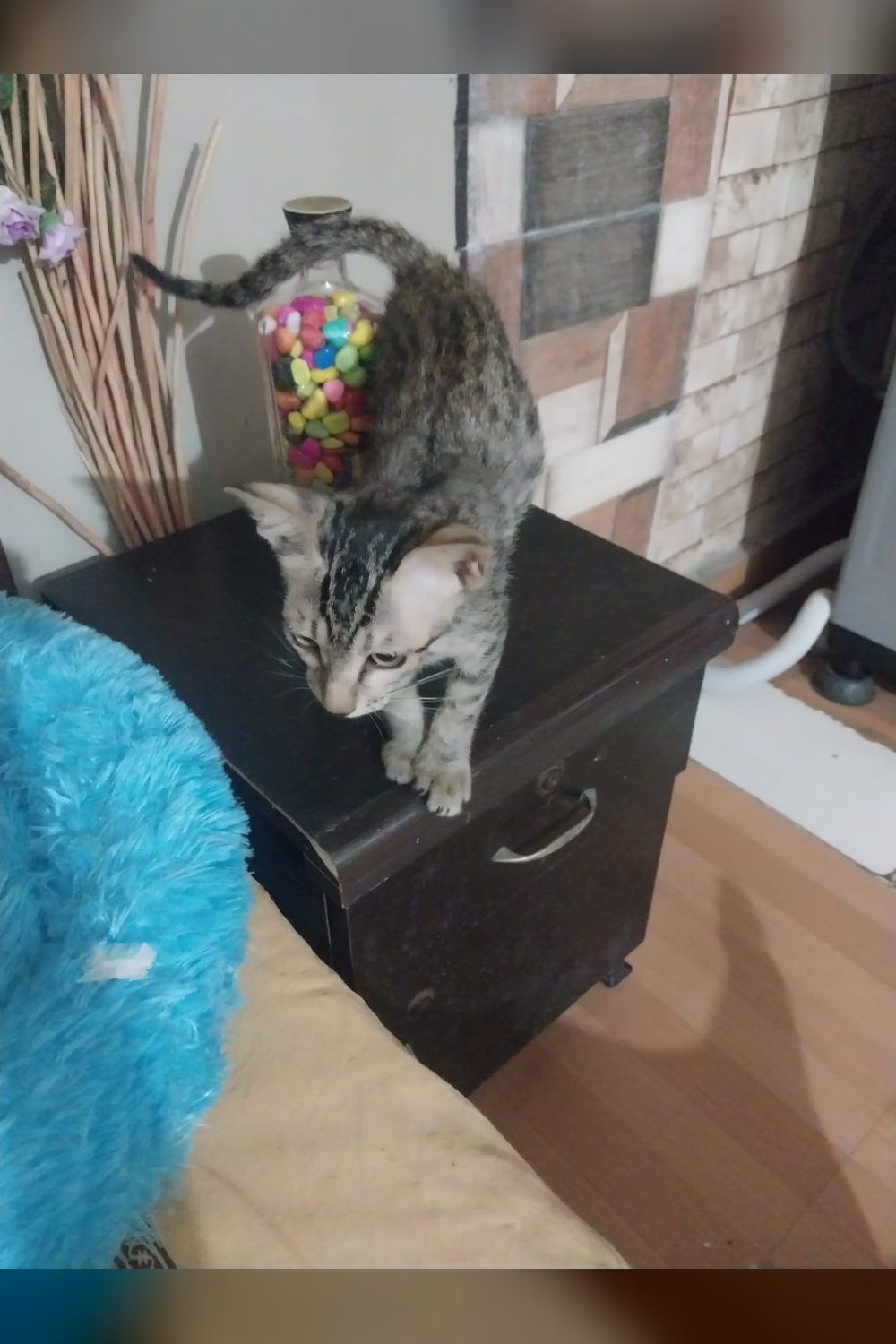 Kaaju, a Kitten Found Tied to a Pole in Dwarka, Needs a Home — Delhi NCR