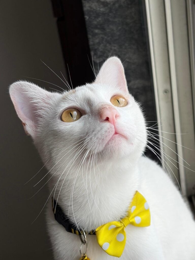Trained male cat, 6 months old, for adoption in Worli, Mumbai