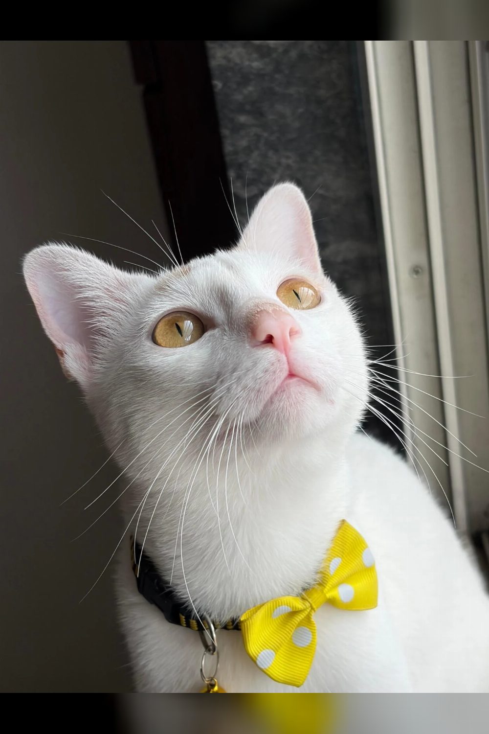 Trained Male Cat, 6 Months, for Adoption in Worli — Mumbai