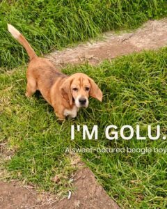 Golu the Beagle, Looking for a Home