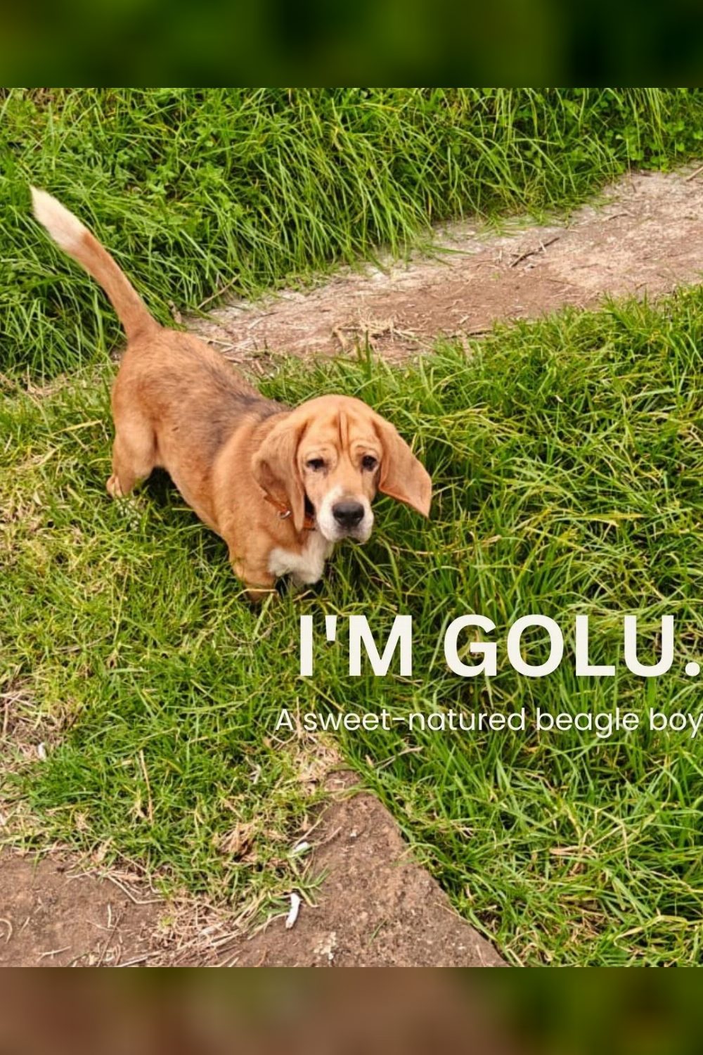 Golu the Beagle, Looking for a Home — Ooty