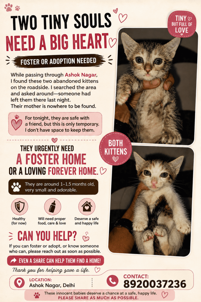 Two tiny abandoned kittens rescued from a roadside in Ashok Nagar, Delhi
