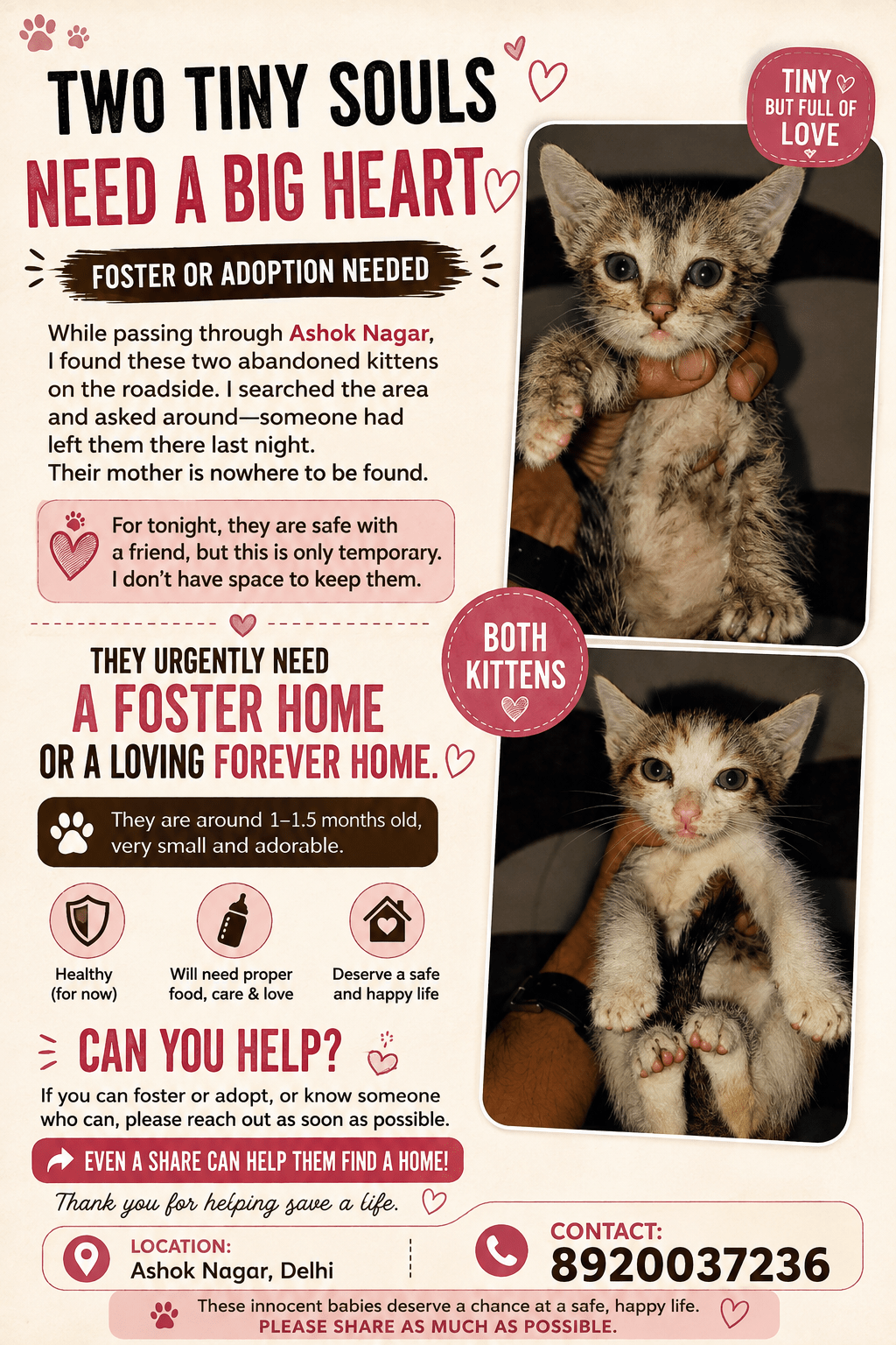 Two kittens dumped on an Ashok Nagar roadside need a foster or a home — Delhi NCR