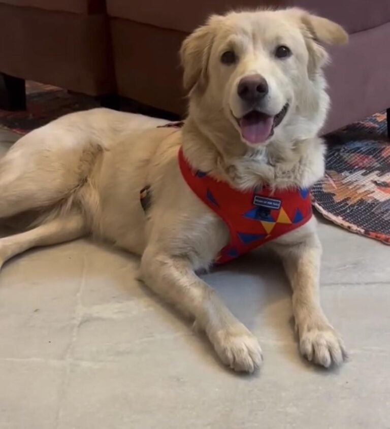 A two-year-old golden retriever mix, spayed and vaccinated, is up for adoption, adoptable dog in Delhi NCR