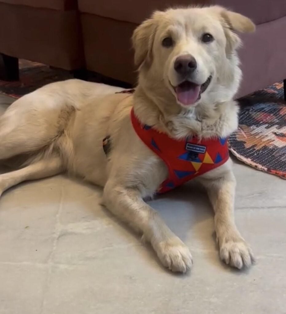 A two-year-old female golden retriever mix up for adoption in Delhi NCR
