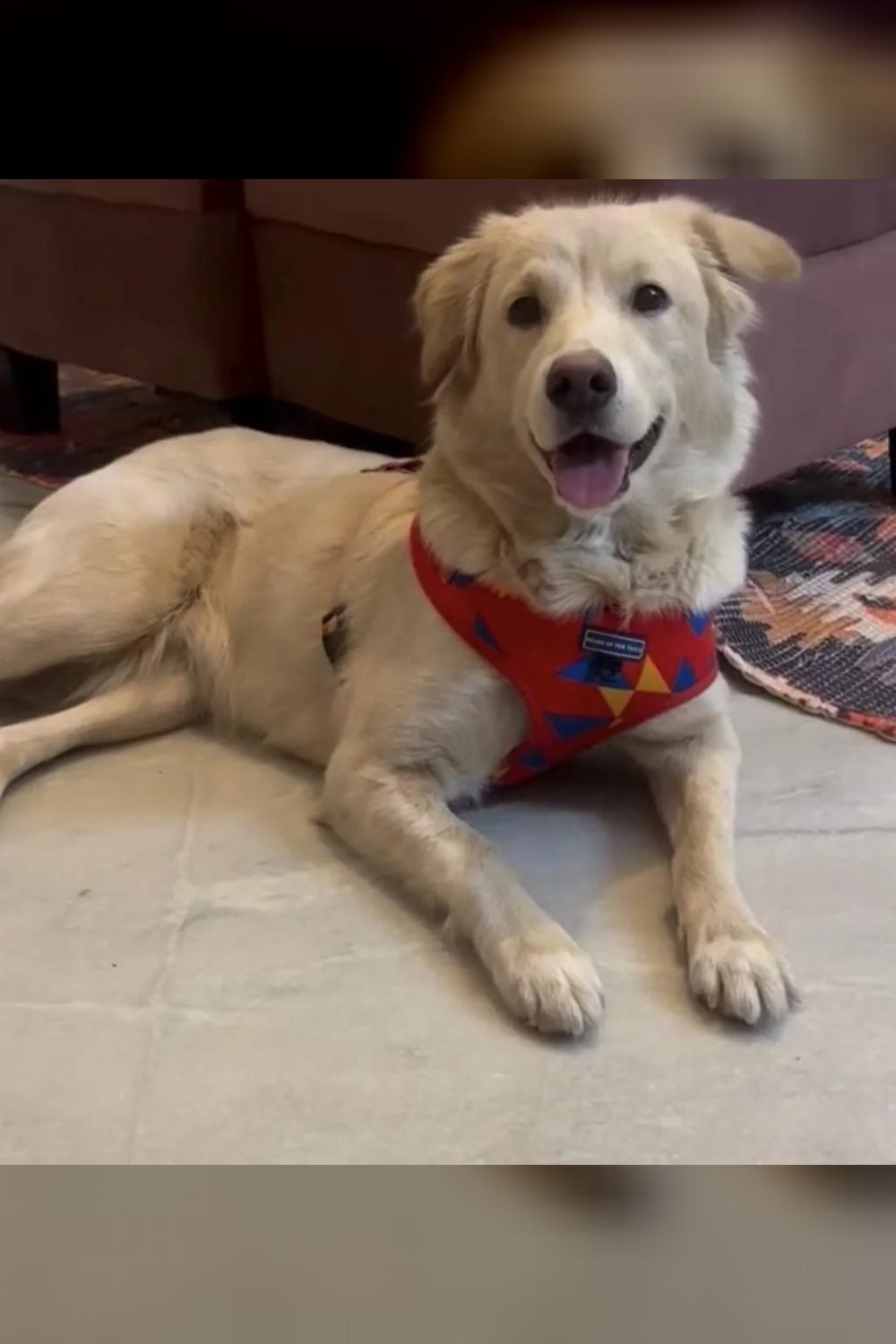 A two-year-old golden retriever mix, spayed and vaccinated, is up for adoption — Delhi NCR