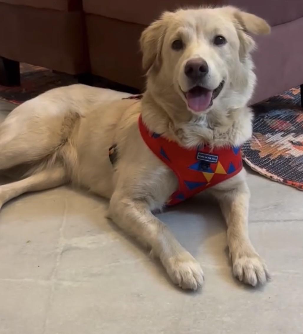 A two-year-old golden retriever mix, spayed and vaccinated, is up for adoption — Delhi NCR