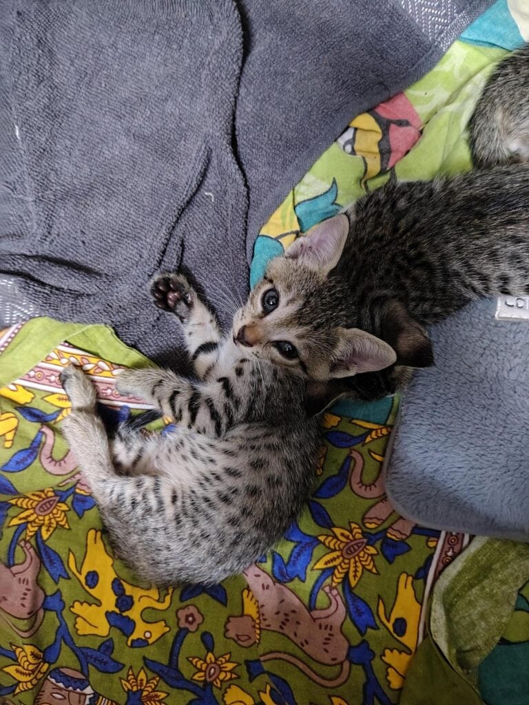 Three 40-day-old kittens, one tabby female and two males, up for adoption in Delhi NCR (listing 97676)