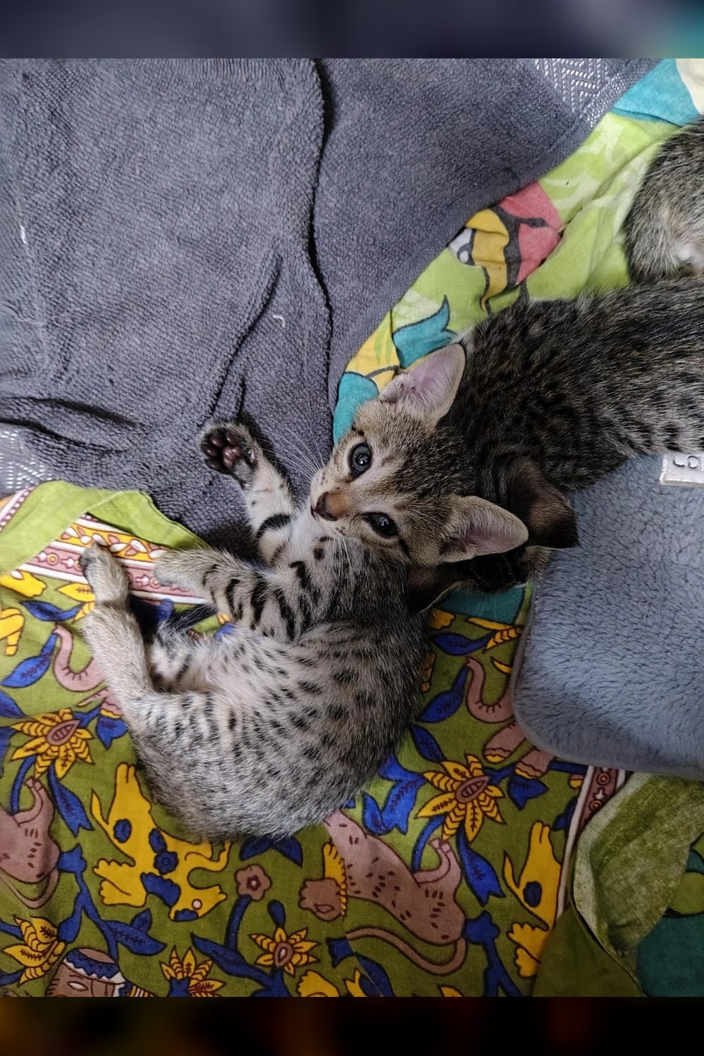 Three 40-day-old kittens looking for genuine homes — Delhi NCR