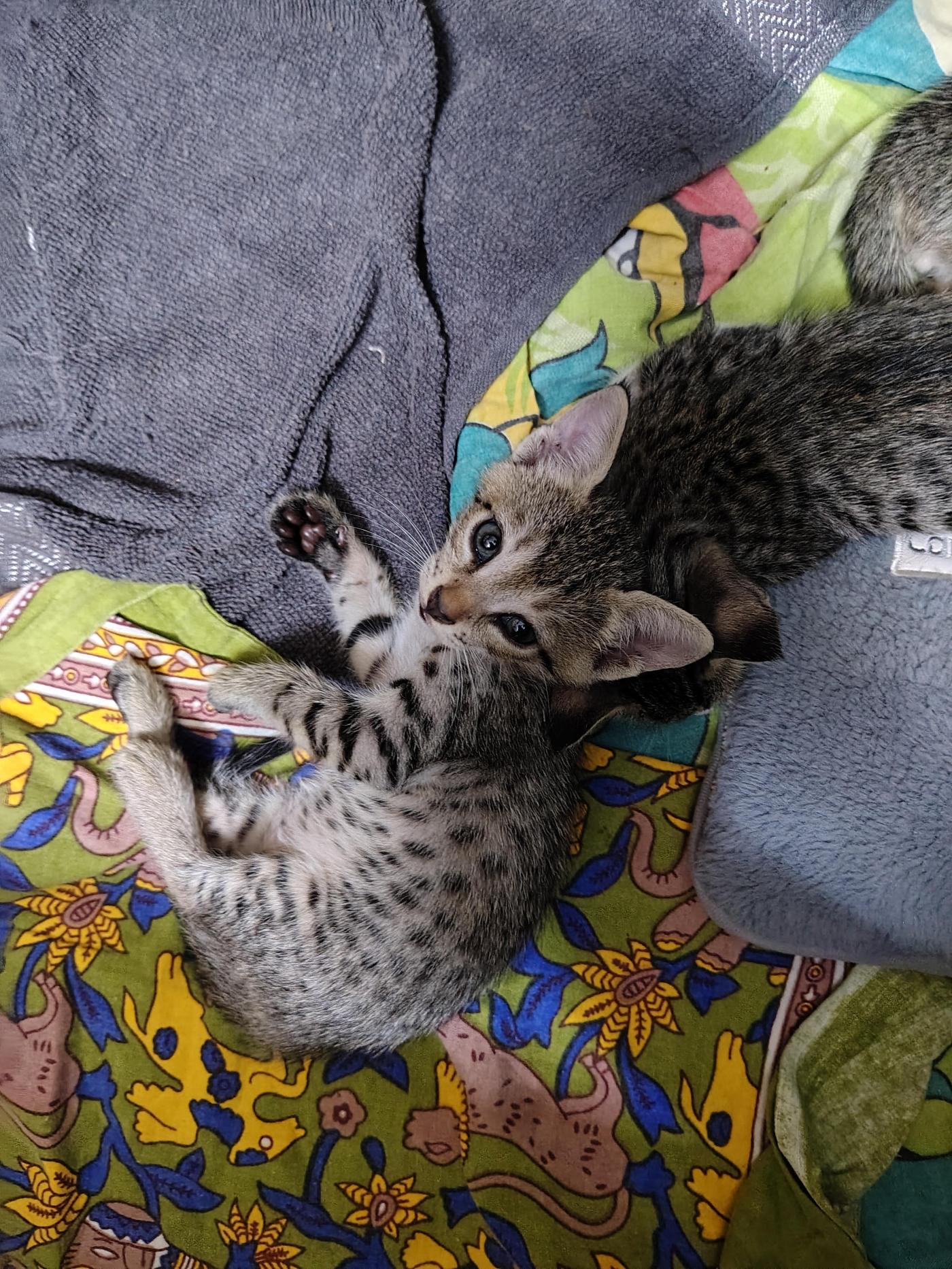 Three 40-day-old kittens looking for genuine homes — Delhi NCR