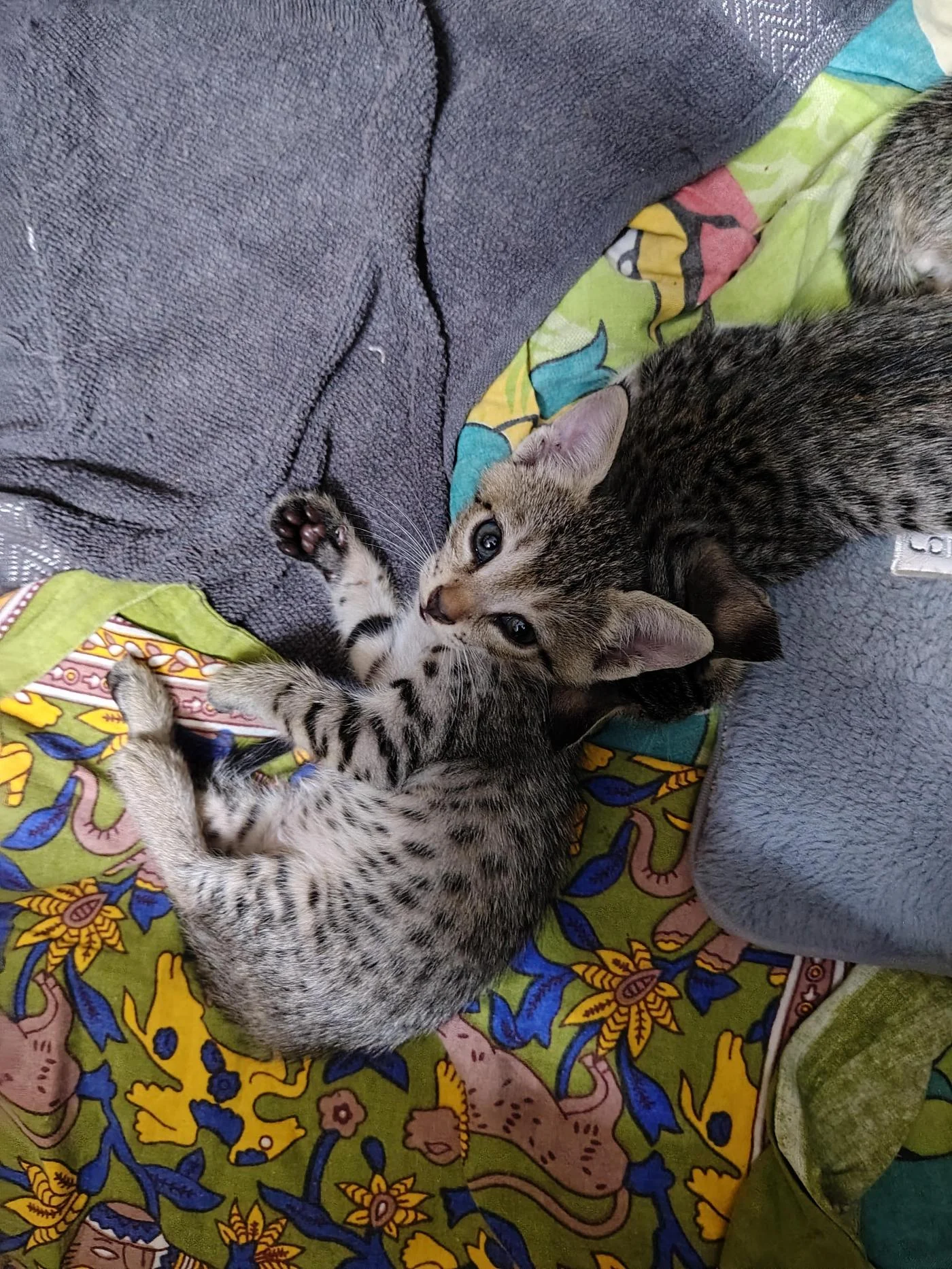 Three 40-day-old kittens looking for genuine homes in Delhi NCR
