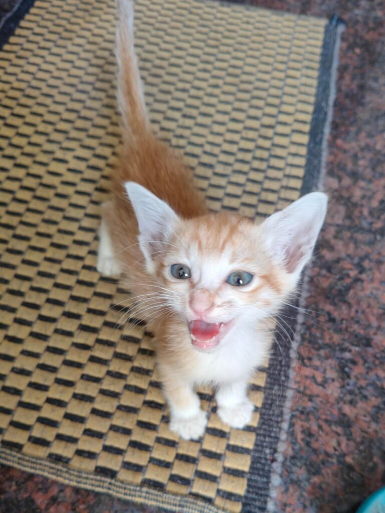 Cookie, a ginger and white kitten, standing on a doormat mid-meow