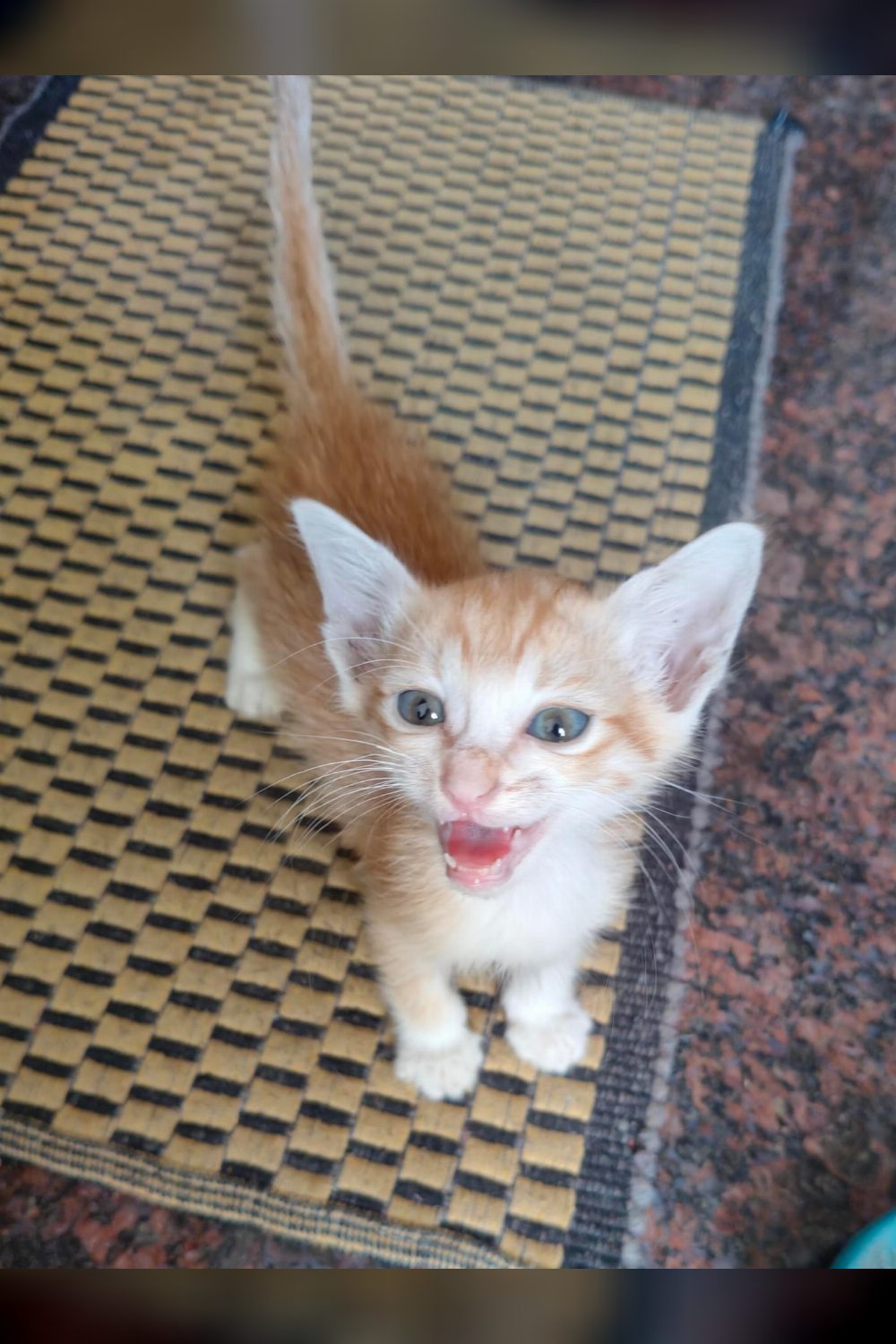 Cookie, a five-week-old rescued kitten with a taste for cables — Bengaluru
