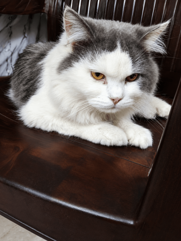 Casper, a white and grey Persian kitten up for adoption in Malviya Nagar, Delhi