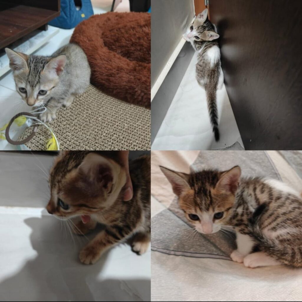 These 4 cuties are looking for a forever home - pet for adoption in Bengaluru
