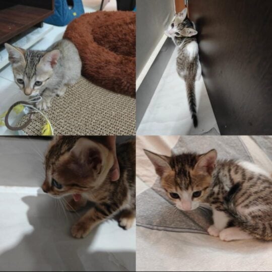 Four Eleven-Week-Old Kittens Are Looking for Homes, adoptable cat in Bengaluru