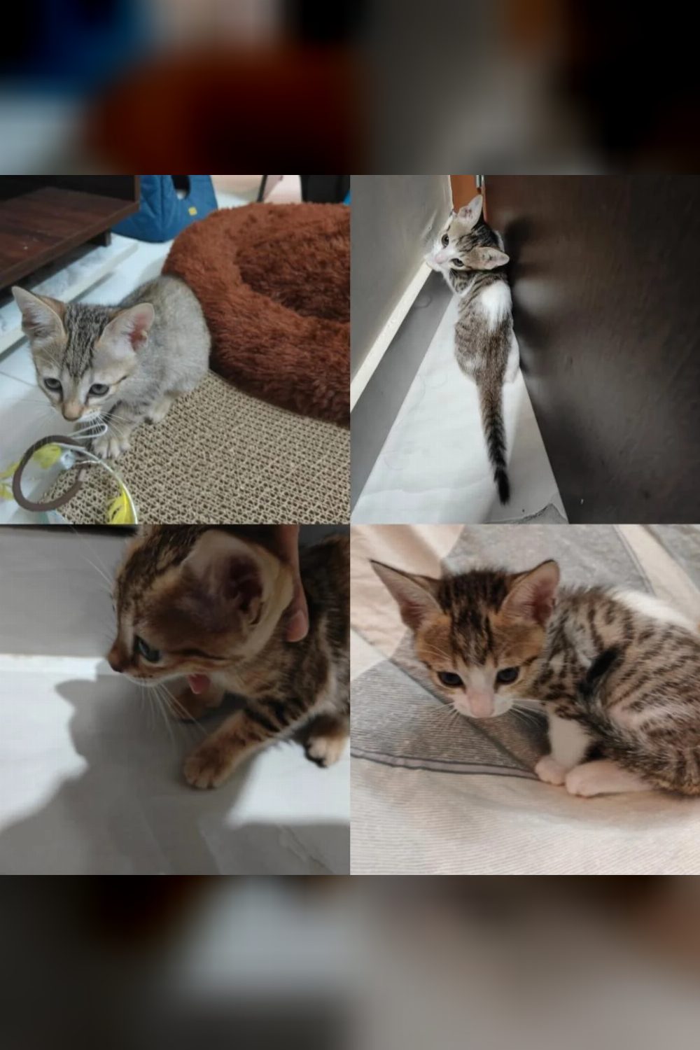 Four Eleven-Week-Old Kittens Are Looking for Homes — Bengaluru