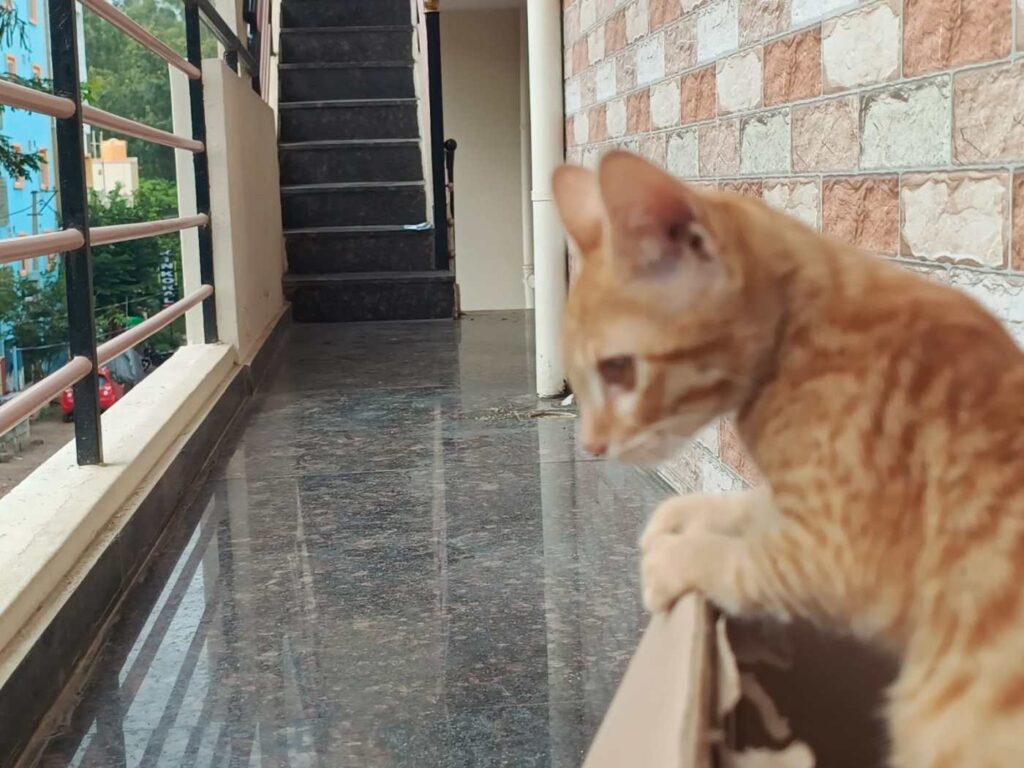 A young orange and white kitten sitting on concrete in RR Nagar, Kengeri, Bengaluru