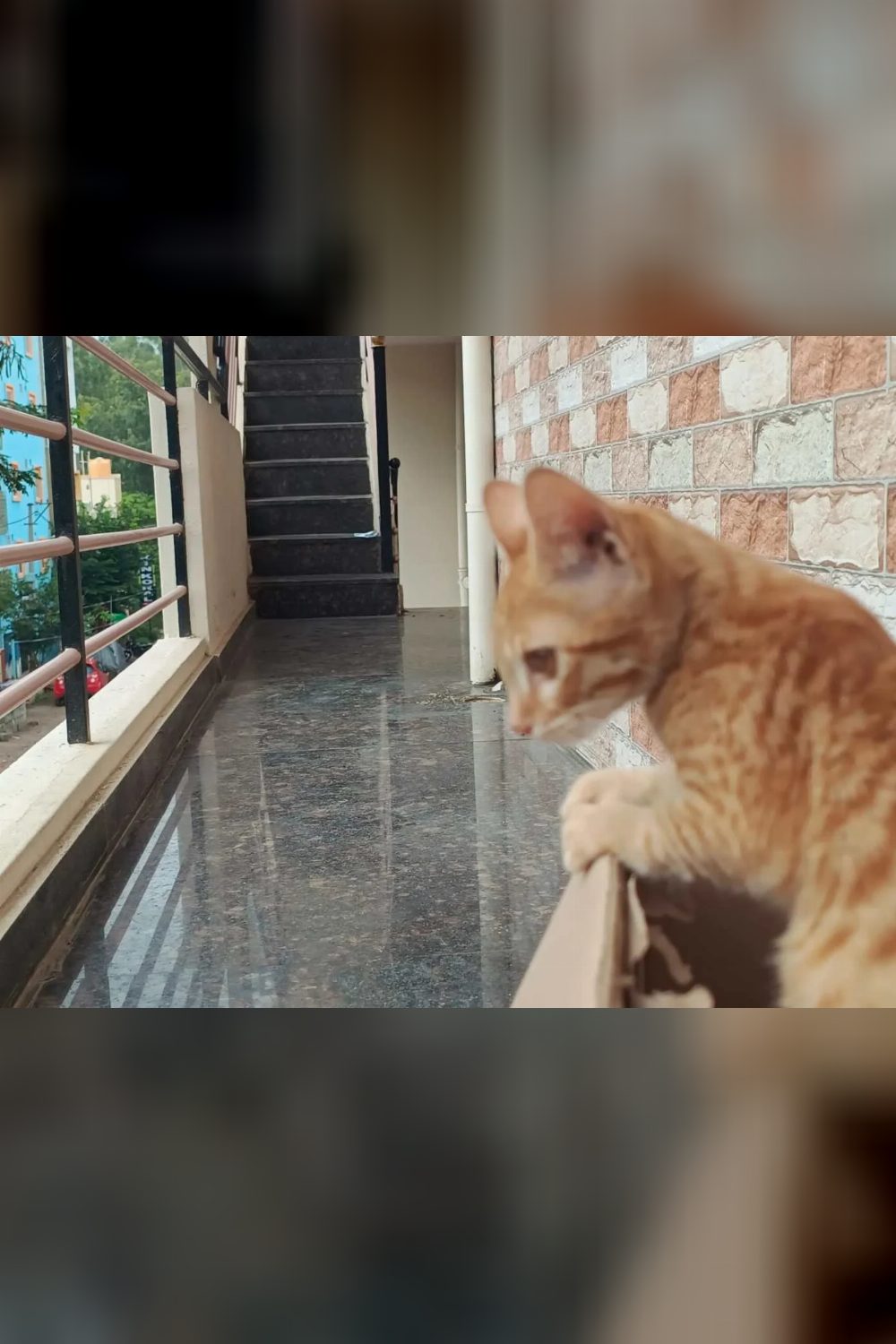 An Orange Kitten Found Near RR Nagar Needs a Home — Bengaluru