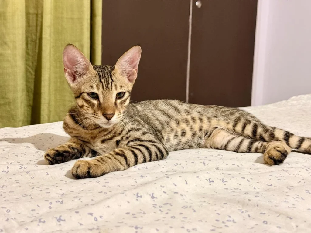 Adopt Leo (Delhi/NCR) - pet in Delhi NCR