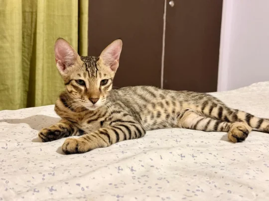 Leo, Found Abandoned in Sainik Farms, Needs a Home, adoptable cat in Delhi NCR