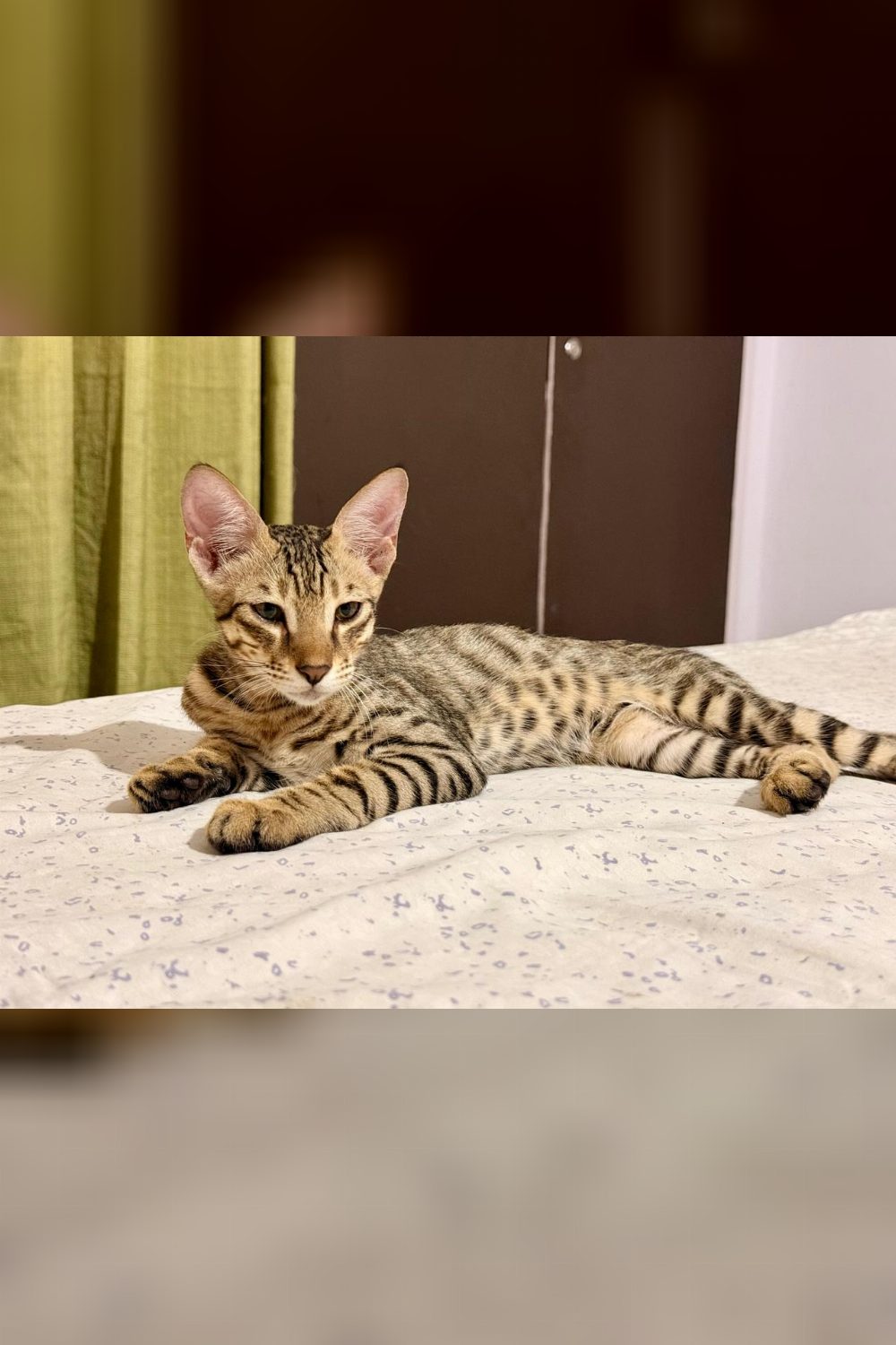 Leo, Found Abandoned in Sainik Farms, Needs a Home — Delhi NCR