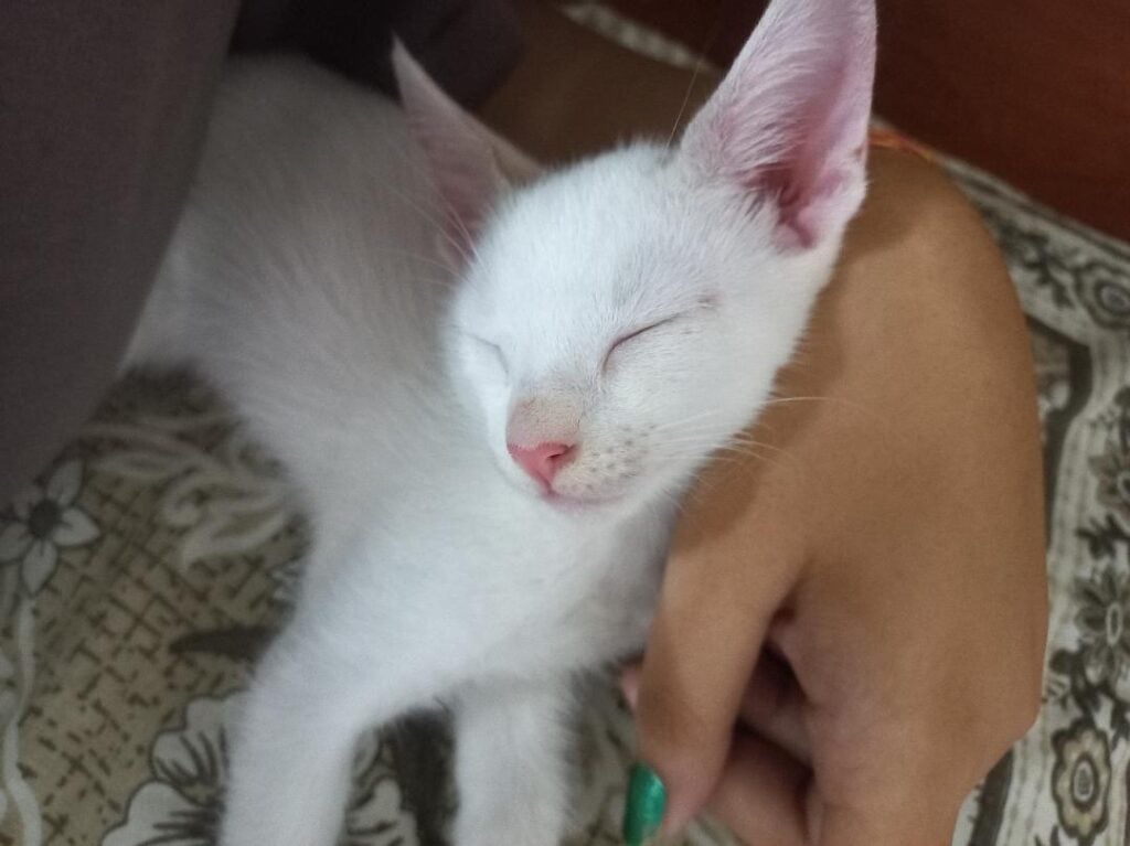 Two-month-old male kitten for adoption in Silchar, Assam