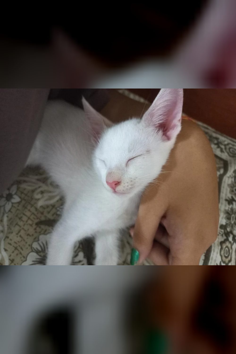 Two-Month-Old Male Kitten for Adoption — Silchar