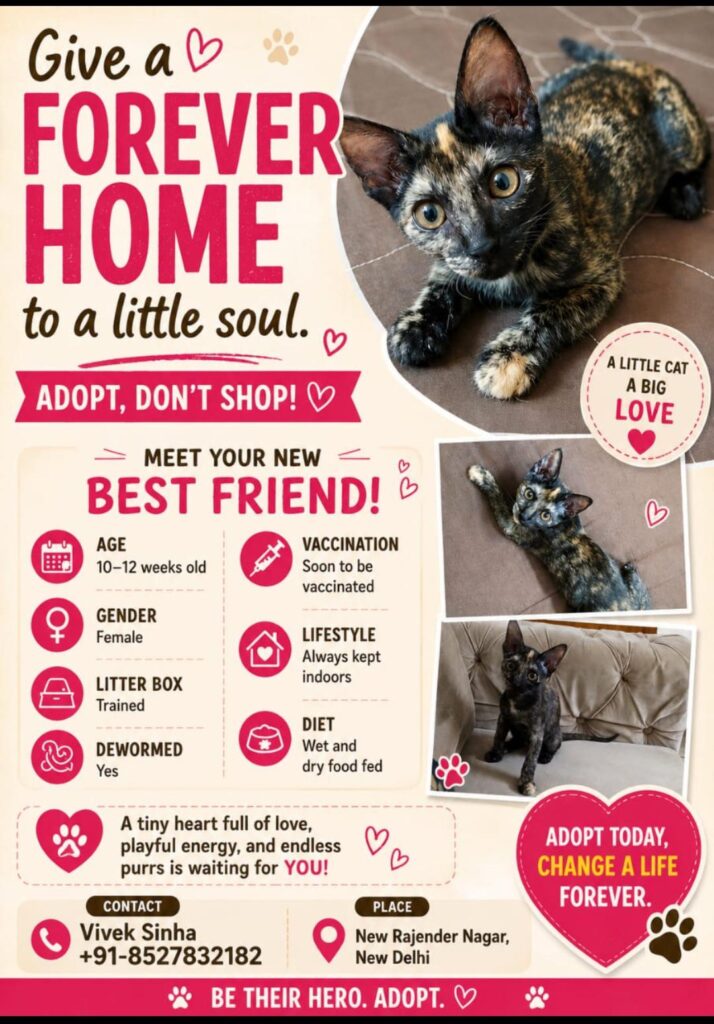 Kitten for adoption - Delhi - kitten in Delhi NCR