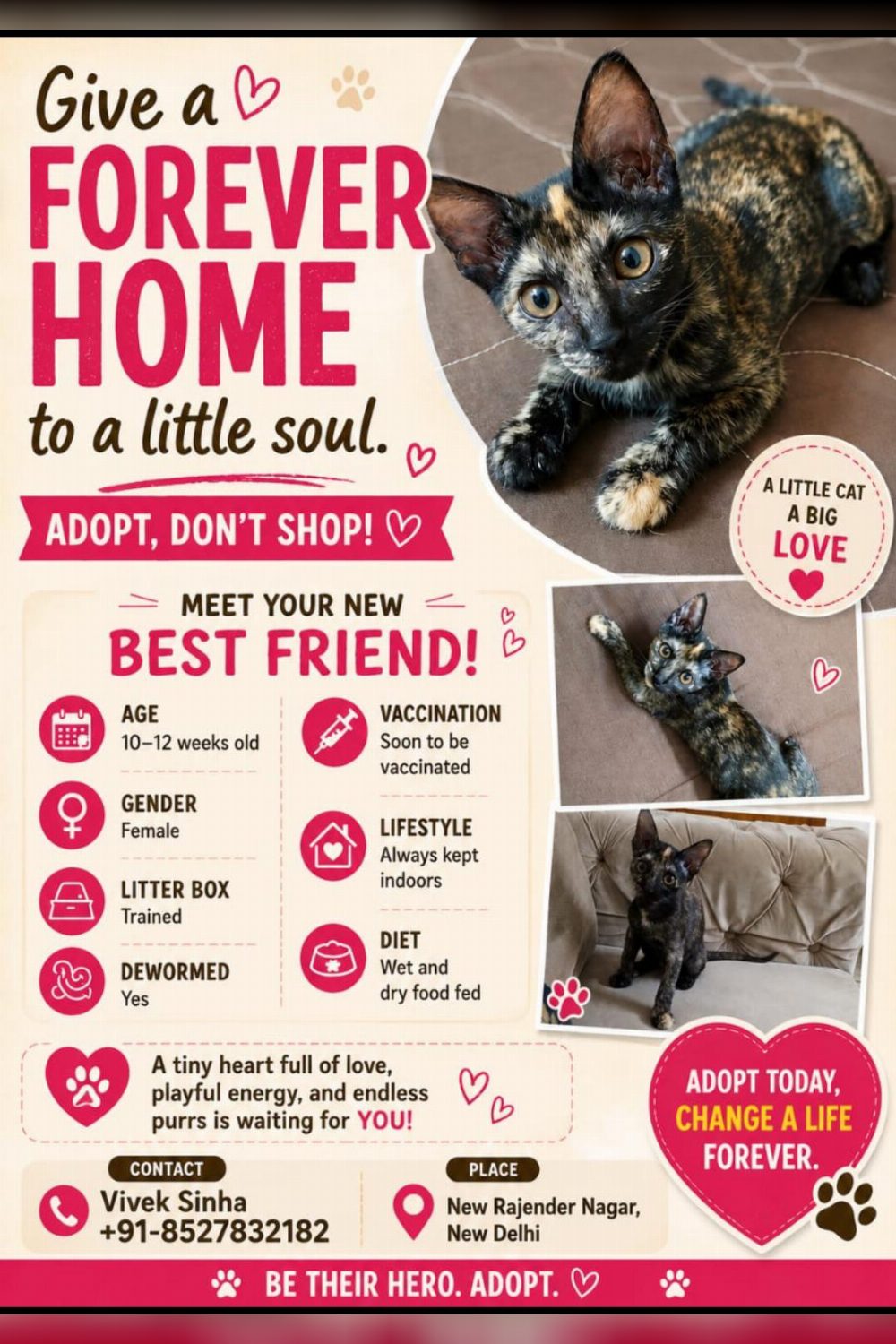A Ten-Week-Old Tortoiseshell Kitten Already Litter Trained — Delhi NCR