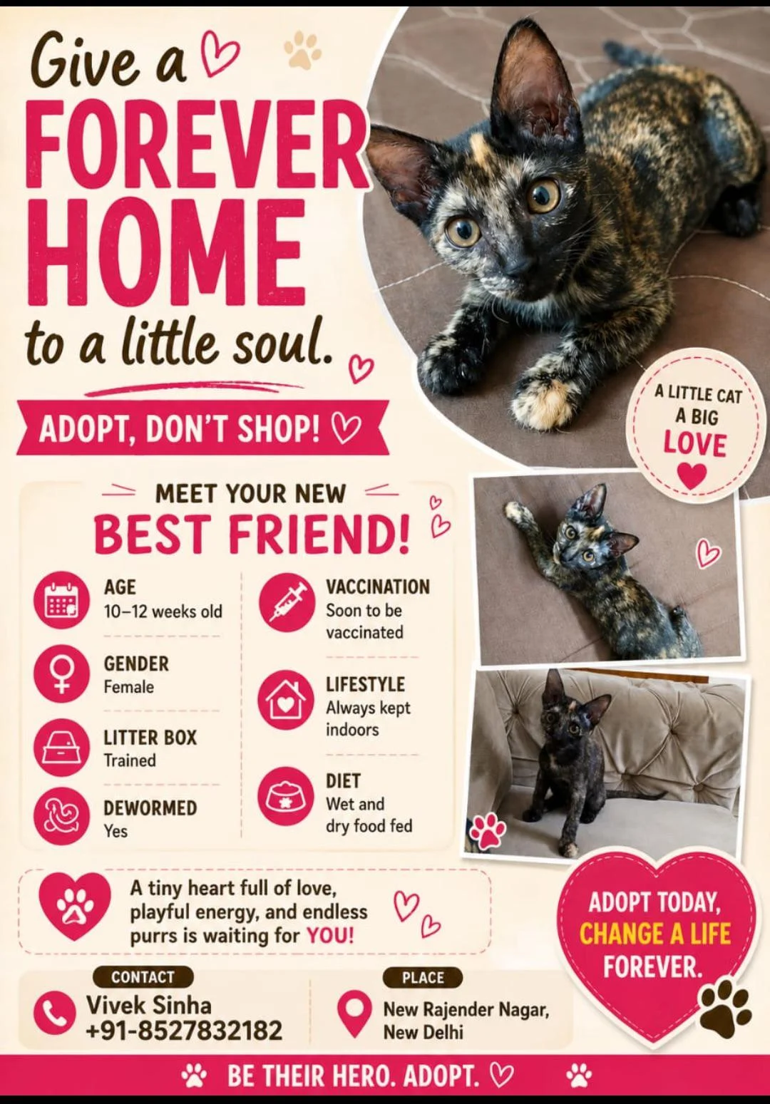 A Ten-Week-Old Tortoiseshell Kitten Already Litter Trained in Delhi NCR