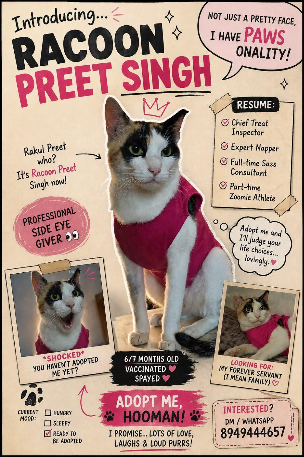 Racoon Preet Singh, a spayed six-month-old cat, is up for adoption — Bengaluru