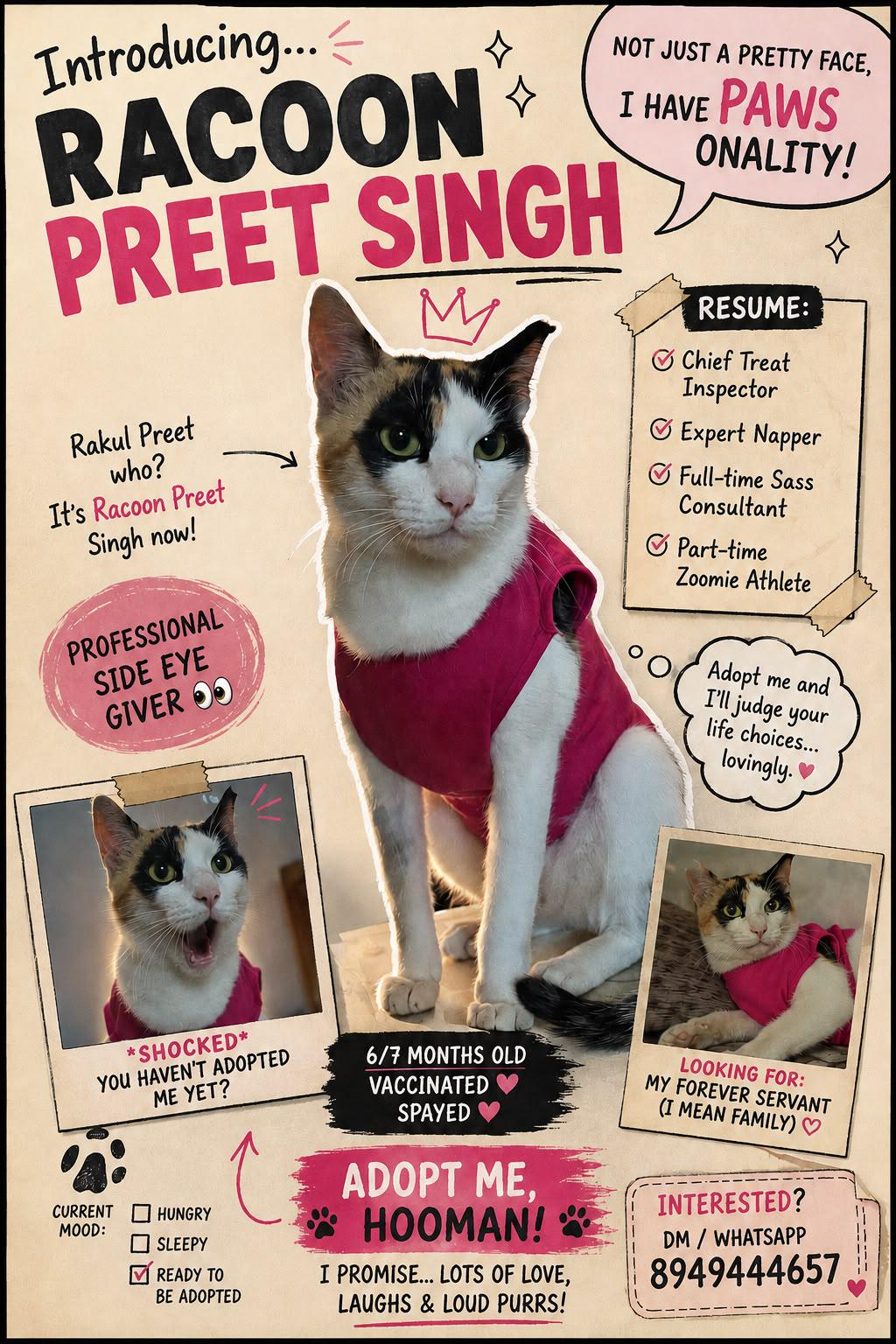 Racoon Preet Singh, a spayed six-month-old cat, is up for adoption — Bengaluru