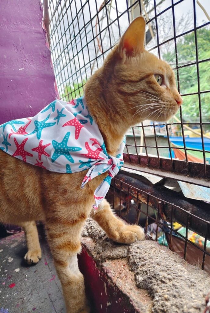 A ginger tomcat in a printed bandana, up for adoption in South Delhi