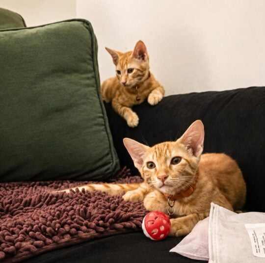 Two Bonded Kittens Are Being Given Up After Their First Home's Older Cats Turned Aggressive, adoptable cat in Delhi NCR