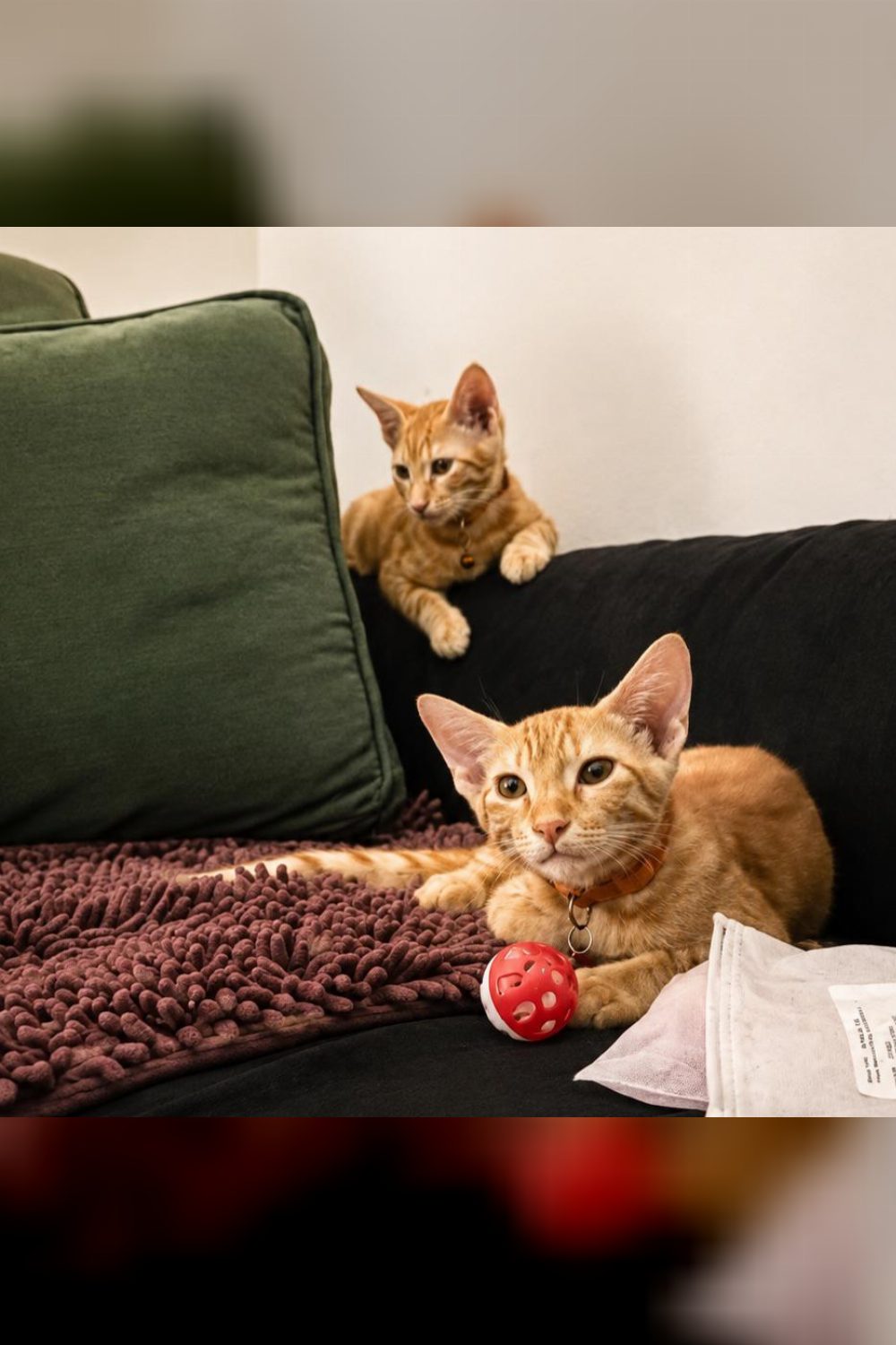 Two Bonded Kittens Are Being Given Up After Their First Home’s Older Cats Turned Aggressive — Delhi NCR