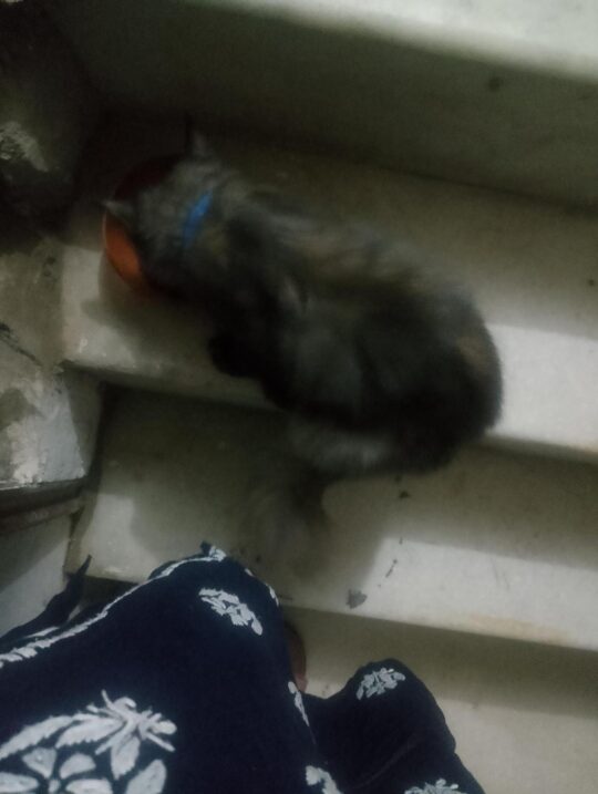 A Three-Month-Old Persian Kitten Mistreated by Her Owner Needs a Home, adoptable cat in Delhi NCR