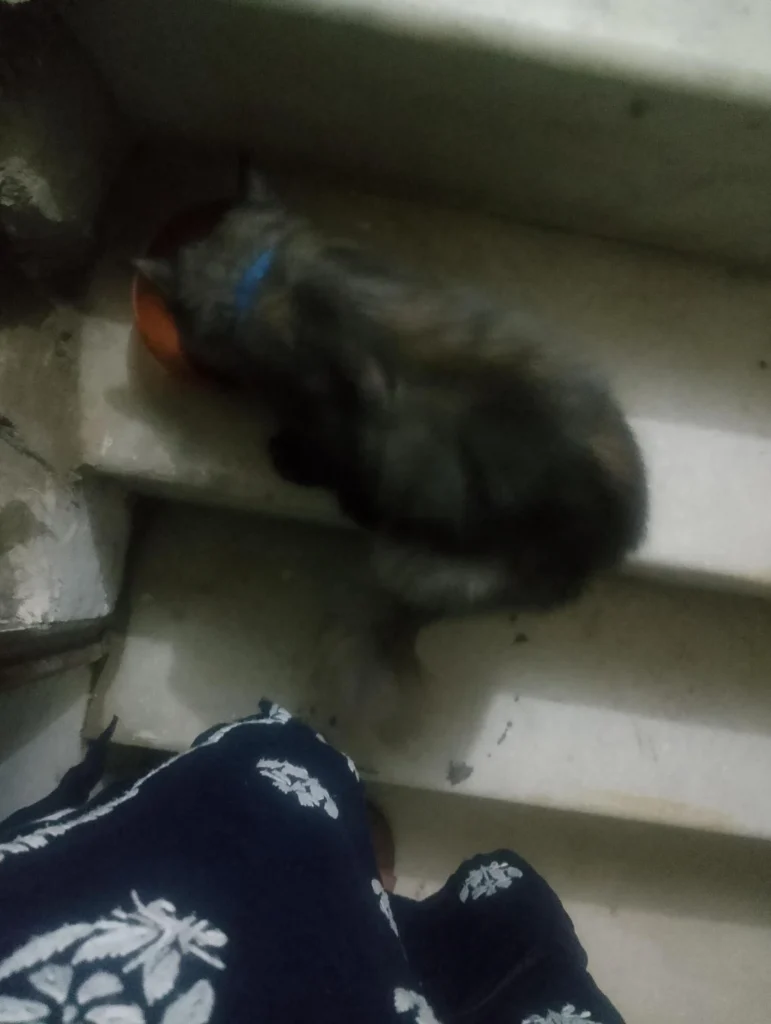 A dark grey fluffy kitten eating from an orange bowl on a stone staircase