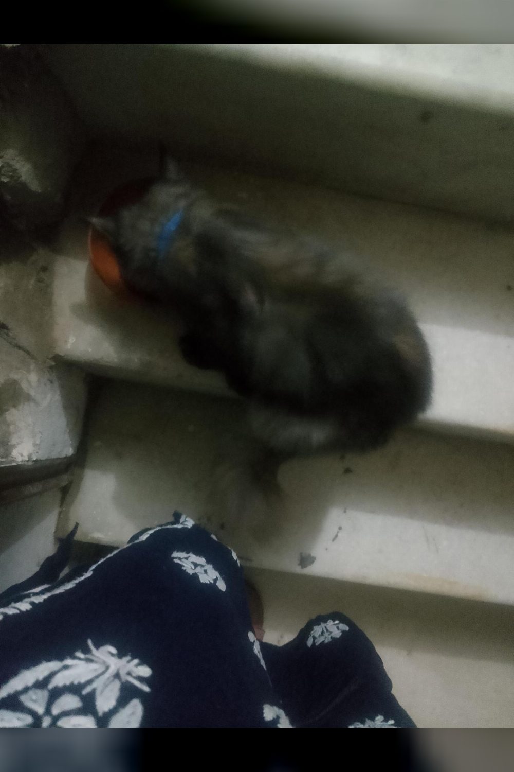 A Three-Month-Old Persian Kitten Mistreated by Her Owner Needs a Home — Delhi NCR