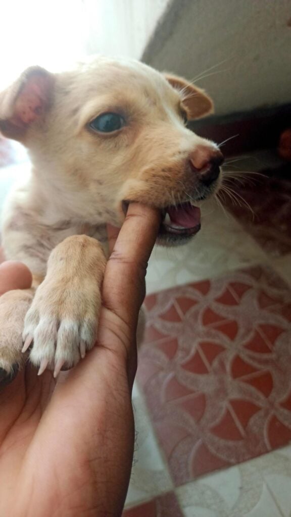 Tan and white indie puppy playfully nibbling his rescuer's finger in Chennai